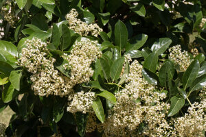 Viburnum Odoratissimum